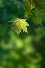 Norway maple (Acer platanoides) or Norway maple, young, freshly unfolded, shiny leaf in May,