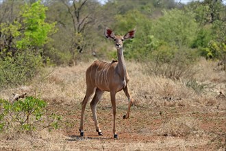 Greater Kudu, zambezi greater kudu (Strepsiceros zambesiensis), adult, female, foraging, Kruger
