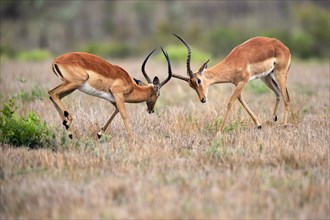 Black Heeler Antelope, (Aepyceros melampus), adult, male, two males, fighting, Sabi Sand Game