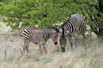 Burchell's zebra (Equus quagga burchelli), adult, female, young animal, mother with young animal,