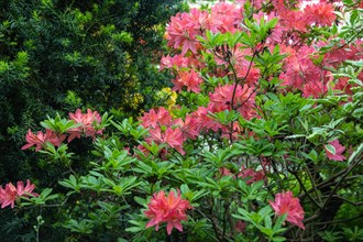 Beautiful azalea flowers of pink color with green leaves in the garden. rhododendron