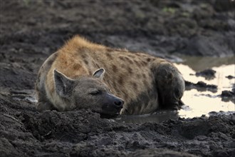 Spotted hyena (Crocuta crocuta), adult, in water, resting, Sabi Sand Game Reserve, Kruger National