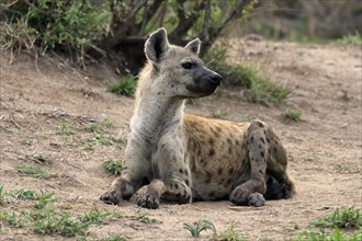 Spotted hyena (Crocuta crocuta), adult, sitting, observed, alert, Sabi Sand Game Reserve, Kruger
