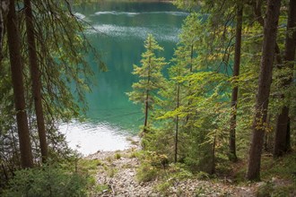 Trees and forest at Lake Eibsee lake, Grainau, Werdenfelser Land, Upper Bavaria, Bavaria, Germany,