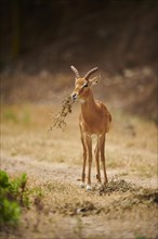 Impala (Aepyceros melampus), buck, standing in the dessert, captive, distribution Africa