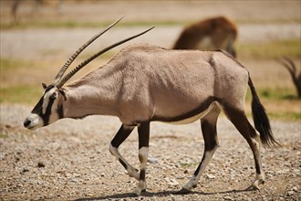 South African oryx (Oryx gazella) in the dessert, captive, distribution Africa