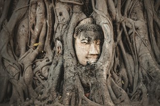 An ancient Buddha head entwined in the roots of a tree in Ayutthaya, Thailand, Asia
