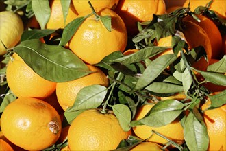 Mandarins, oranges, Rialto market, Rialto, Venice, Veneto, Italy, Europe