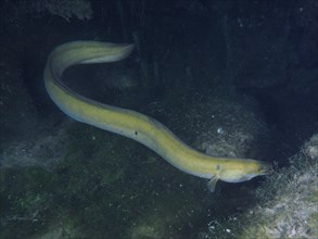 European eel (Anguilla anguilla) at night, Klosterinsel dive site, Rheinau, Canton Zurich, Rhine,