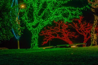 Trees covered with tiny red, white and green Christmas lights with two park benches under the trees