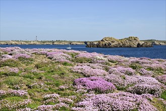 Carpet of blossom on the rocky coast, Ouessant Island, Finistere, Brittany, France, Europe