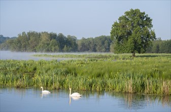 Wetland, wet meadow, water surface, mute swans (Cygnus olor), marsh iris (Iris pseudacorus) in