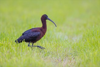 Sichler, A brown ibis strides across a green field