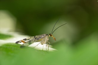 Common scorpionfly (Panorpa communis), female sitting on a leaf, blurred background, close-up,