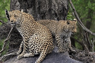 Leopard (Panthera pardus), adult with young, observed, alert, sitting, on rocks, Sabi Sand Game