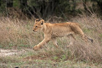 Lion (Panthera leo), young, stalking, running, alert, Sabi Sand Game Reserve, Kruger National Park,