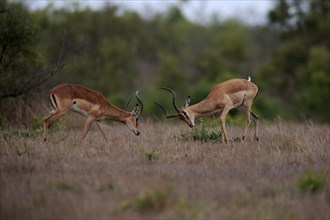 Black Heeler Antelope, (Aepyceros melampus), adult, male, two males, fighting, Sabi Sand Game