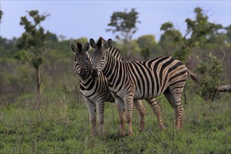 Burchell's zebra (Equus quagga burchelli), adult, two zebras, alert, Kruger National Park, Kruger