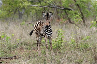 Burchell's zebra (Equus quagga burchelli), young animal, alert, Kruger National Park, Kruger