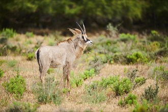 Roan Antelope (Hippotragus equinus) in the dessert, captive, distribution Africa