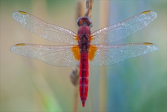 Broad Scarlet (Crocothemis erythraea) male resting in the evening. Bas-Rhin, Alsace, Grand Est,