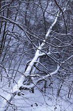 Winter in the Elbe Sandstone Mountains, fallen tree, Saxony, Germany, Europe