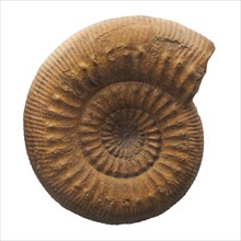 Ammonite shell fossil isolated over white