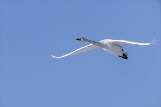 Whooper swans (Cygnus cygnus), flying, Emsland, Lower Saxony, Germany, Europe