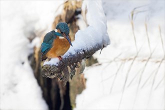 Common kingfisher (Alcedo atthis) sitting on a snow-covered branch, looking into a stream bed,