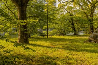 Landscape of secluded field in shaded nature park in Hiroshima, Japan, Asia