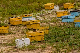 Honey bee hive boxes of various colors in a field of grass in the countryside