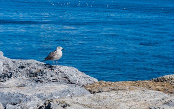 Seagull standing of boulder with ocean water blurred in background in Istanbul, Tuerkiye