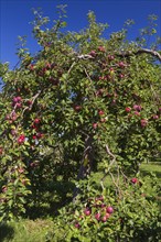 Apple (Malus domestica) tree with red fruit in late summer, Quebec, Canada, North America