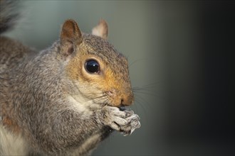 Grey squirrel (Sciurus carolinensis) adult animal feeding, Suffolk, England, United Kingdom, Europe