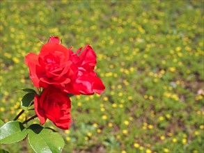 Red rose flower Rosa