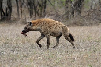 Spotted hyena (Crocuta crocuta), adult, with prey, carrying prey, running, Sabi Sand Game Reserve,