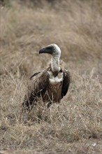 White-backed vulture (Gyps africanus), adult, alert, on ground, Sabi Sand Game Reserve, Kruger