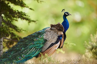 Indian peafowl (Pavo cristatus) standing on the ground, France, Europe