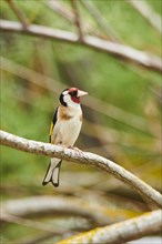European goldfinch (Carduelis carduelis) sitting on a branch, France, Europe