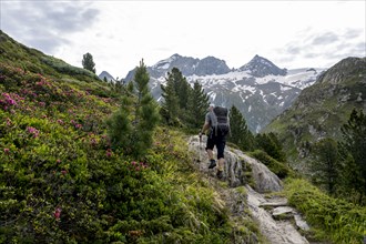 Mountaineer on hiking trail in picturesque mountain landscape with alpine roses, mountain peak