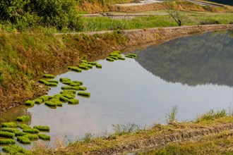 Rice seedling mats in flooded rice paddy on a sunny morning in Sintanjin, South Korea, Asia