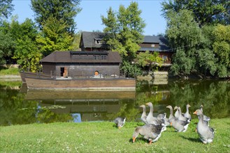 Geese grazing at the watermill museum, Kolarovo Ship Mill, Kolarovo, Guta, Komarno, Komarno,