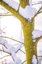 Icicles on a deciduous tree covered with snow in winter, Jena, Thuringia, Germany, Europe