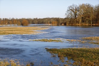 Winter floods 2024 on the Elbe and Mulde rivers with flooding of the meadows, ice on the meadows