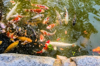 Large group of Koi swimming in greenish colored water in Hiroshima, Japan, Asia