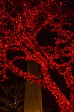 Night photo of tree covered with tiny red Christmas lights in South Korea