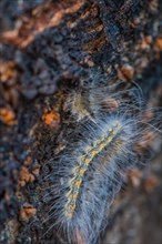 Closeup of yellow and black hairy caterpillar on side of tree