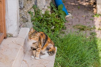 Cute calico cat sitting in shade on marble step of building