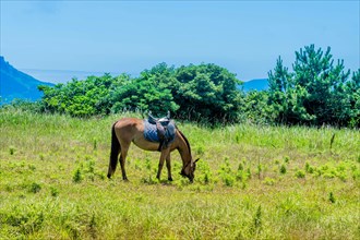 Saddled adult horse grazing in field on sunny day in Udo, South Korea, Asia