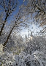 Snow-covered treetops, winter impression, English Garden, Munich, Bavaria, Germany, Europe